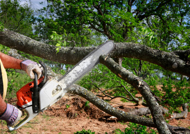 How Our Tree Care Process Works  in  Granite Falls, WA